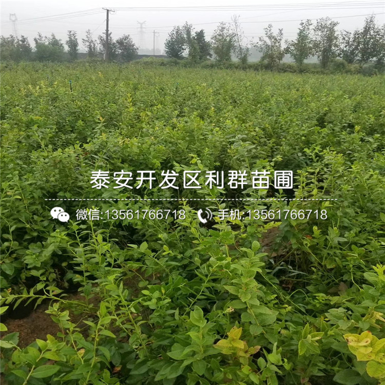 夏普蓝蓝莓树苗价格、夏普蓝蓝莓树苗基地