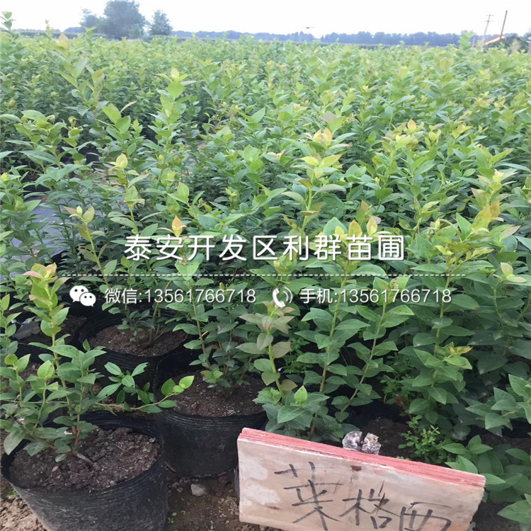 山東甜心藍莓樹苗