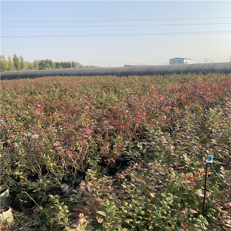 茶花蓝莓苗、茶花蓝莓苗出售价格