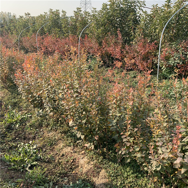 出售伯克利藍莓苗、伯克利藍莓苗價格及基地