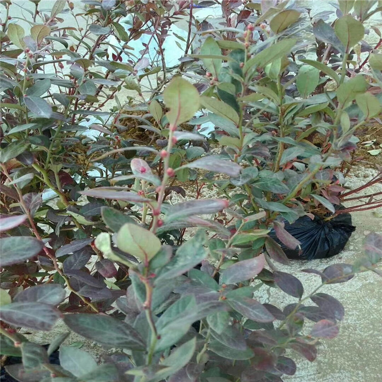 半高叢藍(lán)莓樹苗批發(fā)、半高叢藍(lán)莓樹苗價(jià)格及基地