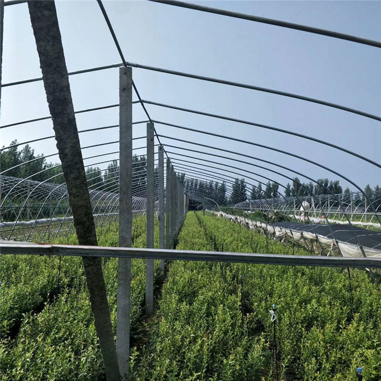 出售伯克利藍莓苗、伯克利藍莓苗價格及基地