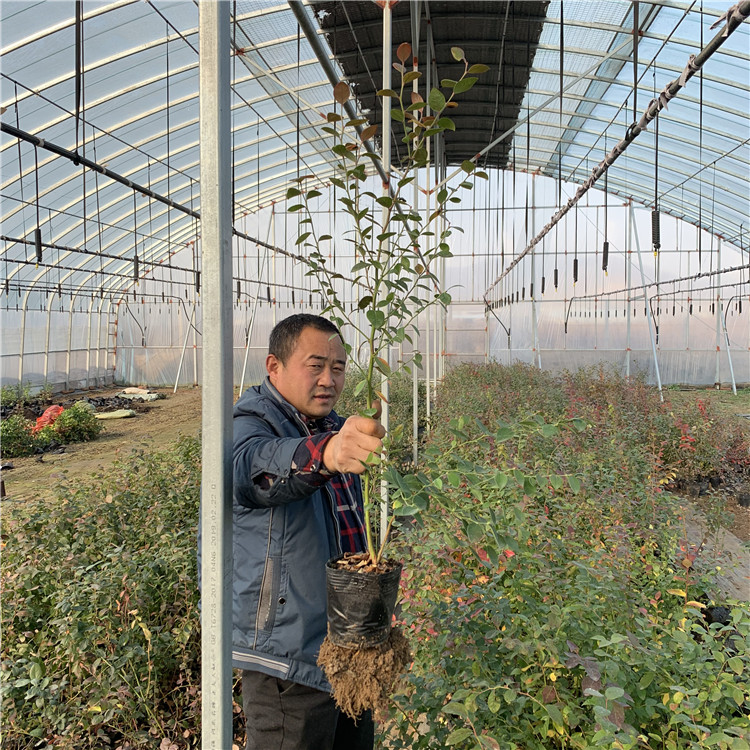 藍美人藍莓苗出售、藍美人藍莓苗價格及報價
