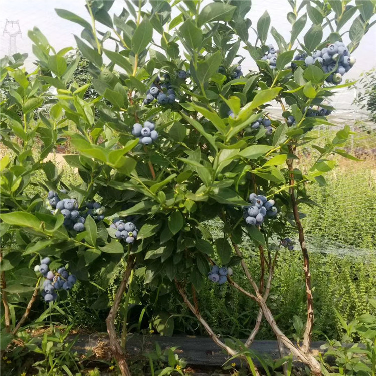 埃利奥特蓝莓苗出售、埃利奥特蓝莓苗基地