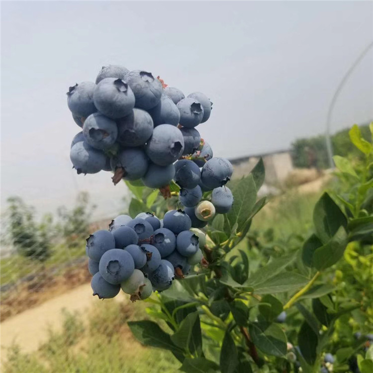 V5藍(lán)莓苗批發(fā)、V5藍(lán)莓苗價格