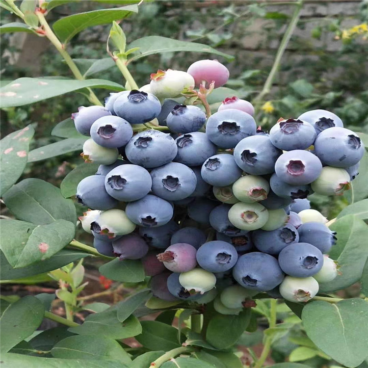 兔眼蓝莓树苗品种