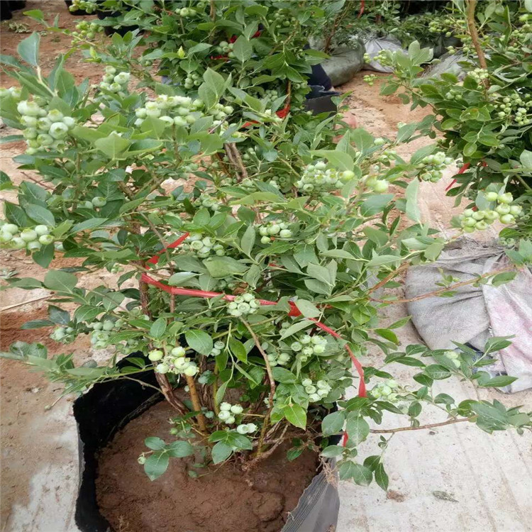 3年藍(lán)莓樹苗價錢