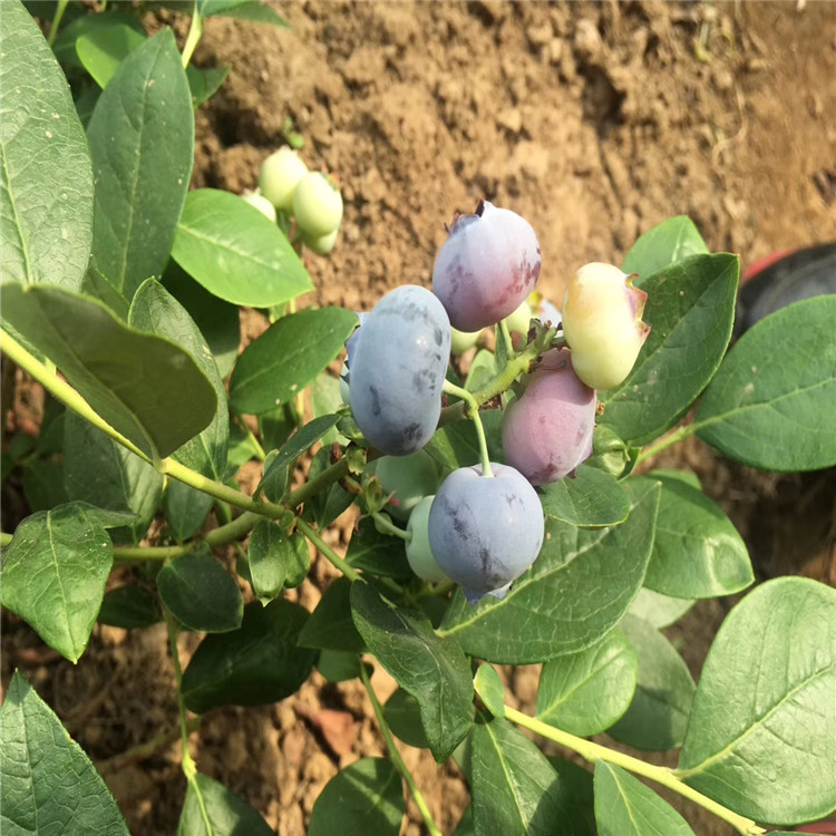 茶花蓝莓苗、茶花蓝莓苗出售价格