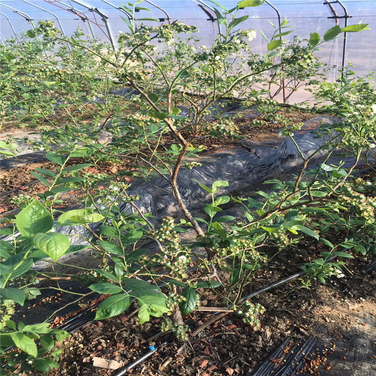 出售伯克利藍莓苗、伯克利藍莓苗價格及基地