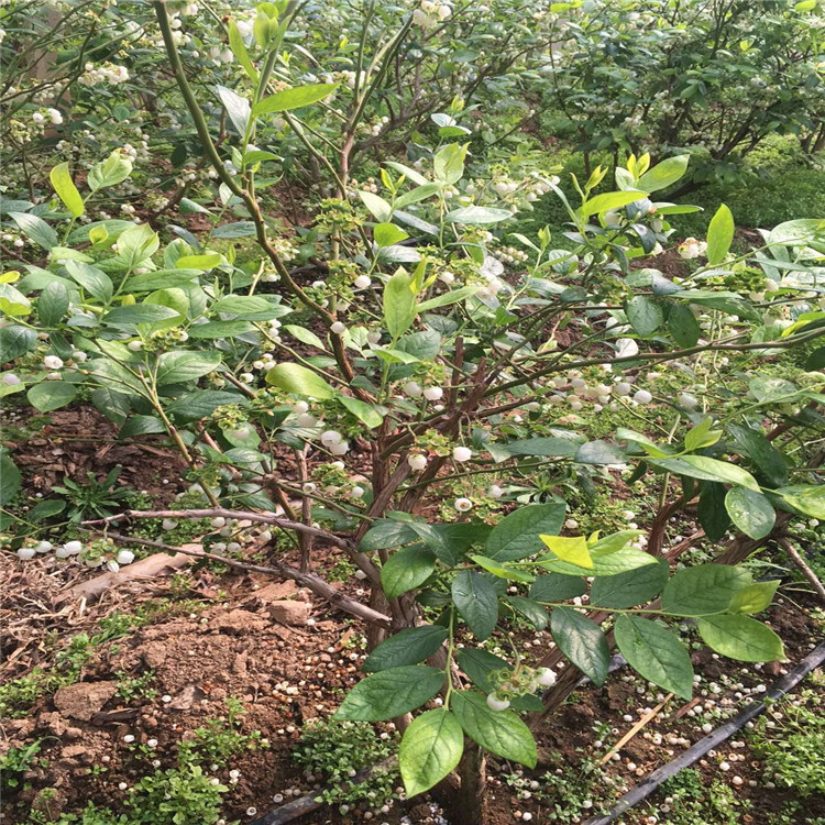 出售伯克利藍莓苗、伯克利藍莓苗價格及基地