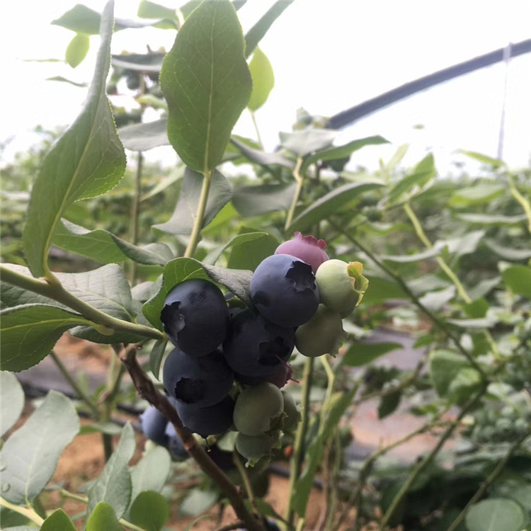 出售伯克利藍莓苗、伯克利藍莓苗價格及基地