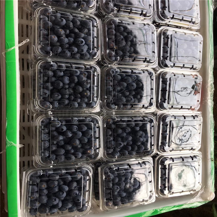 日出藍莓樹苗、日出藍莓樹苗品種