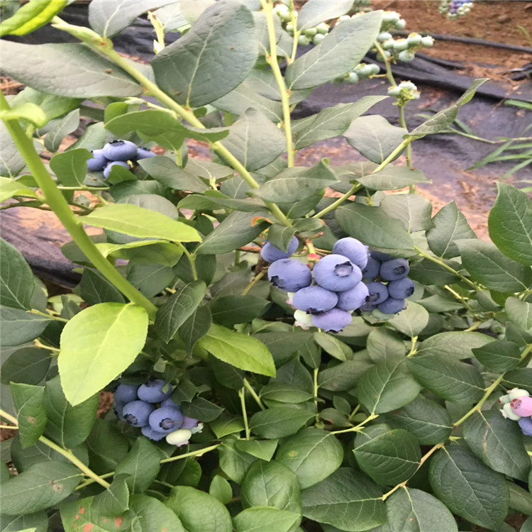 梯芙藍(lán)藍(lán)莓苗基地