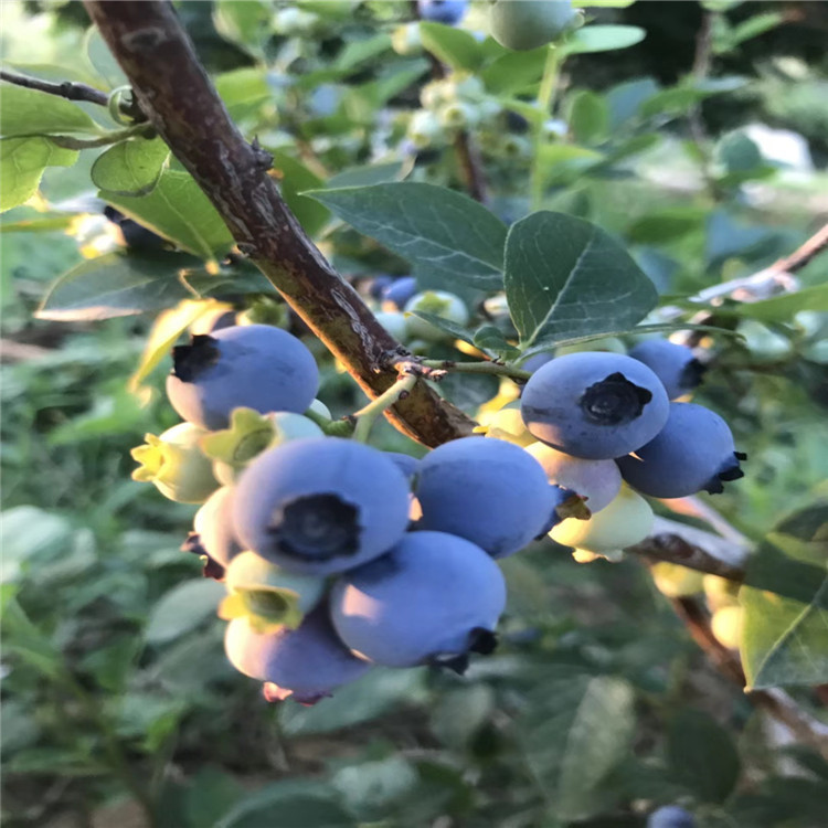 苔藓蓝莓苗批发价格