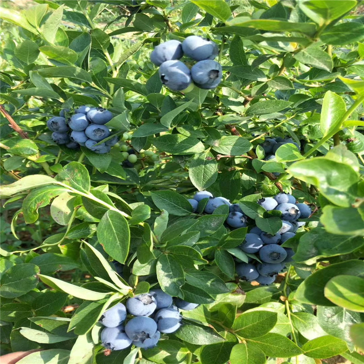 埃利奥特蓝莓苗出售、埃利奥特蓝莓苗基地