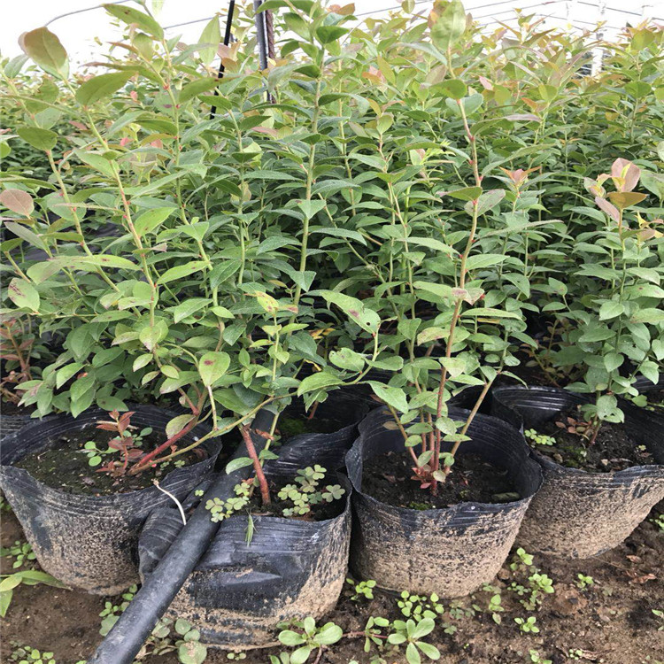 天后藍莓樹苗品種
