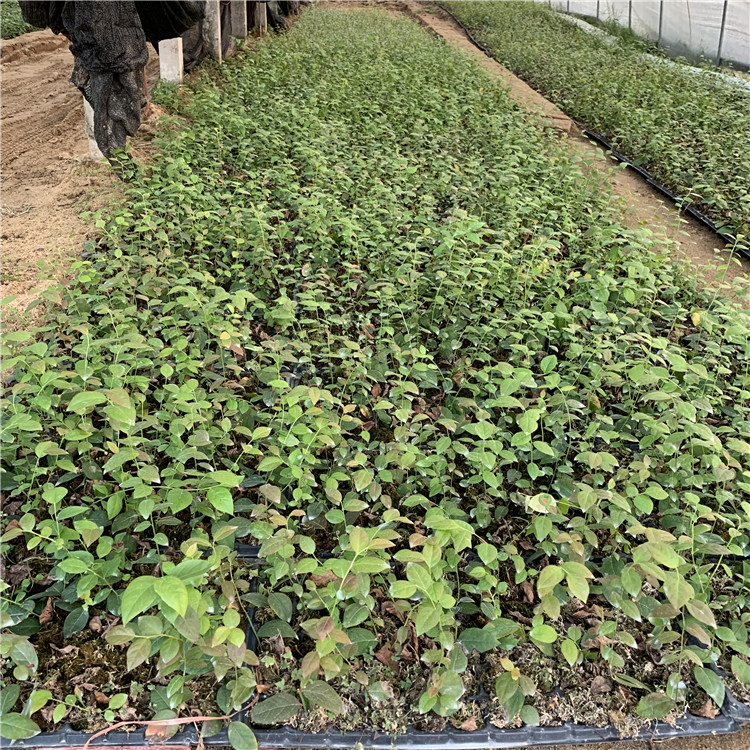 天后藍莓樹苗品種