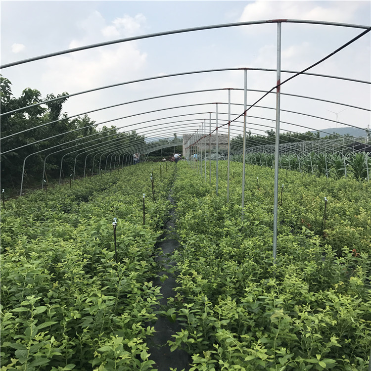 2020年藍莓樹苗報價、2020年藍莓樹苗價格