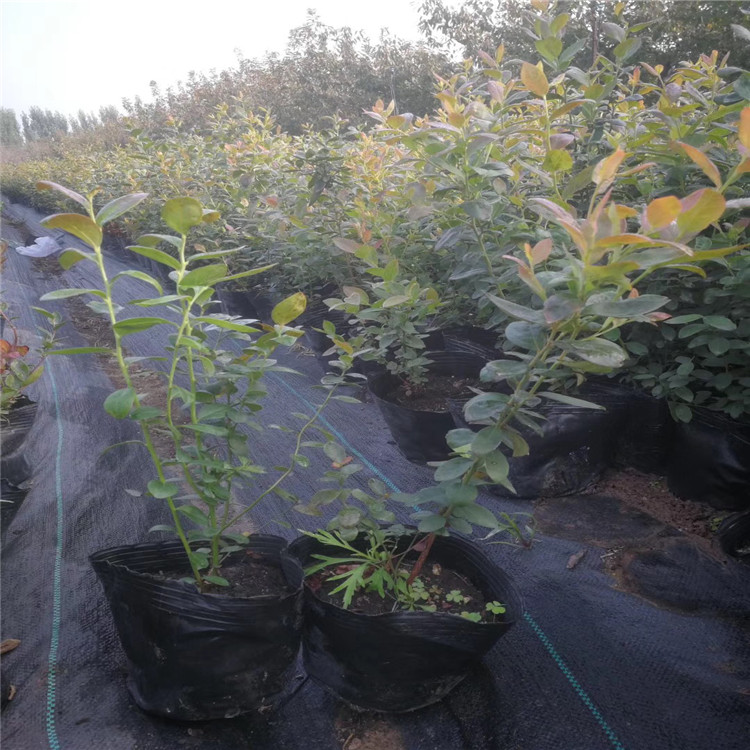 天后藍莓樹苗品種