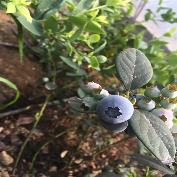 天后藍莓樹苗品種