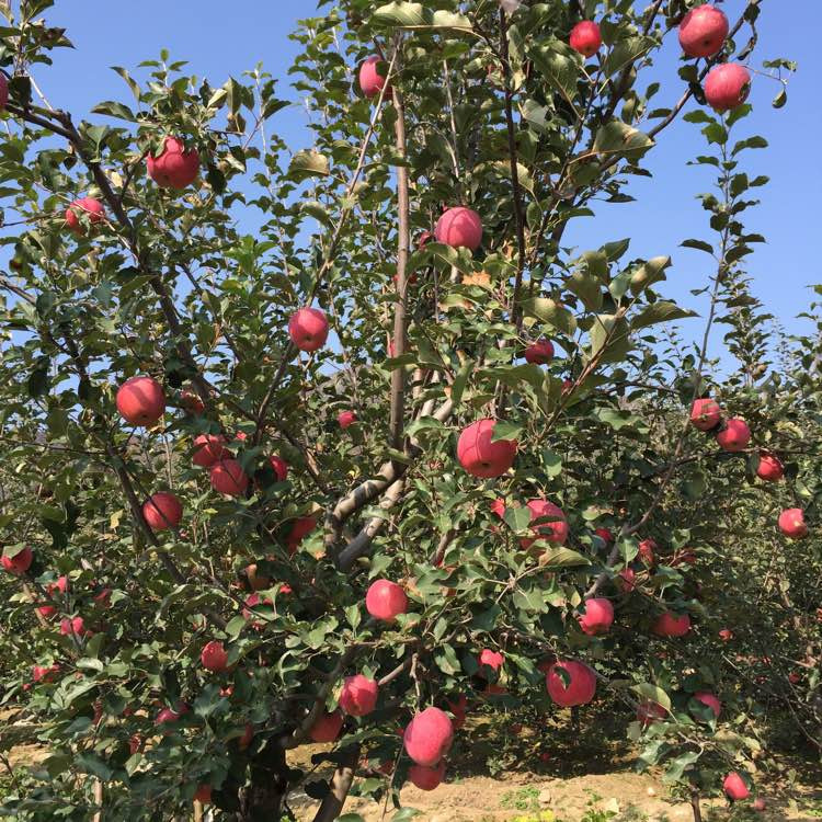 望香红苹果树苗出售、望香红苹果树苗基地