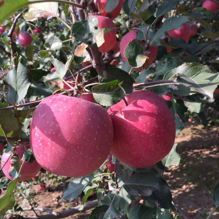 紅蜜脆蘋果樹苗、紅蜜脆蘋果樹苗價格及報價