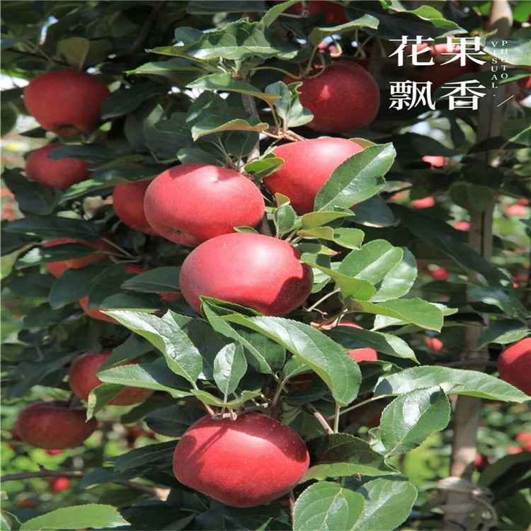 矮化蘋果樹苗、矮化蘋果樹苗批發(fā)價格