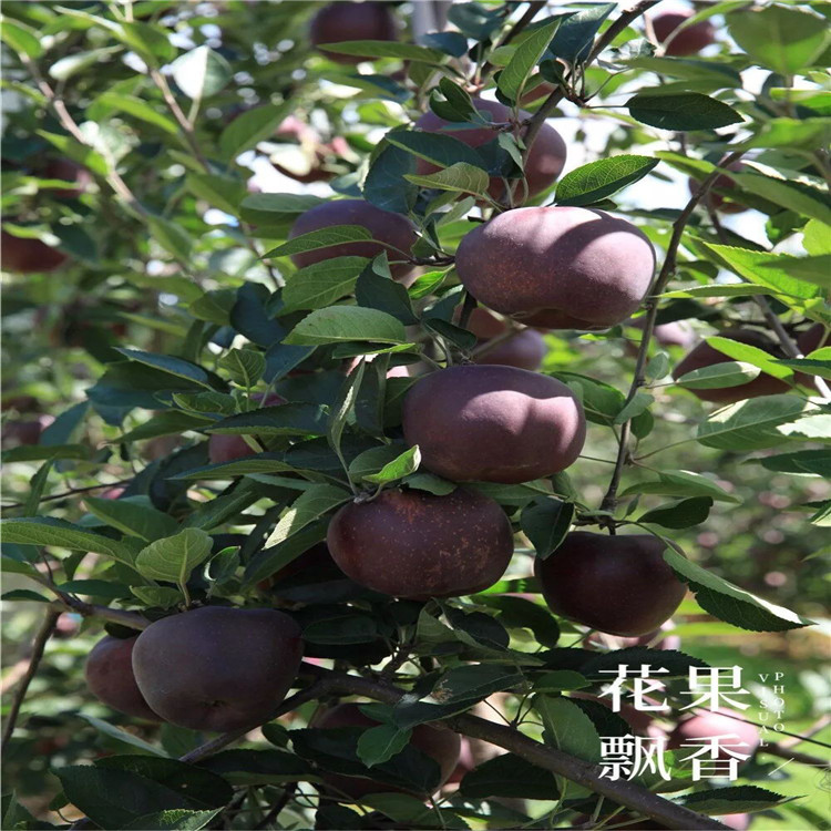 山东苹果树苗、山东苹果树苗基地