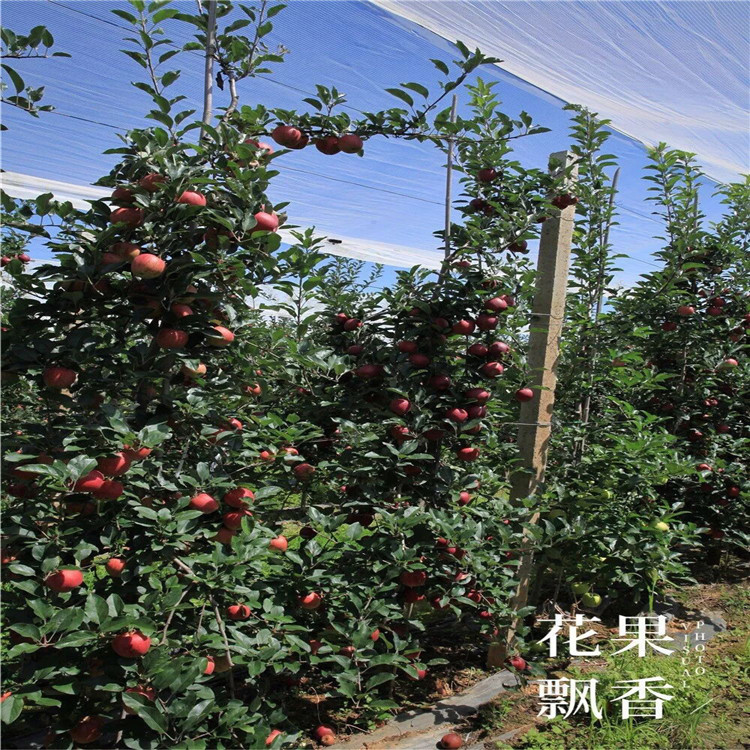 烟富7号苹果树苗品种介绍、2020年烟富7号苹果树苗价格