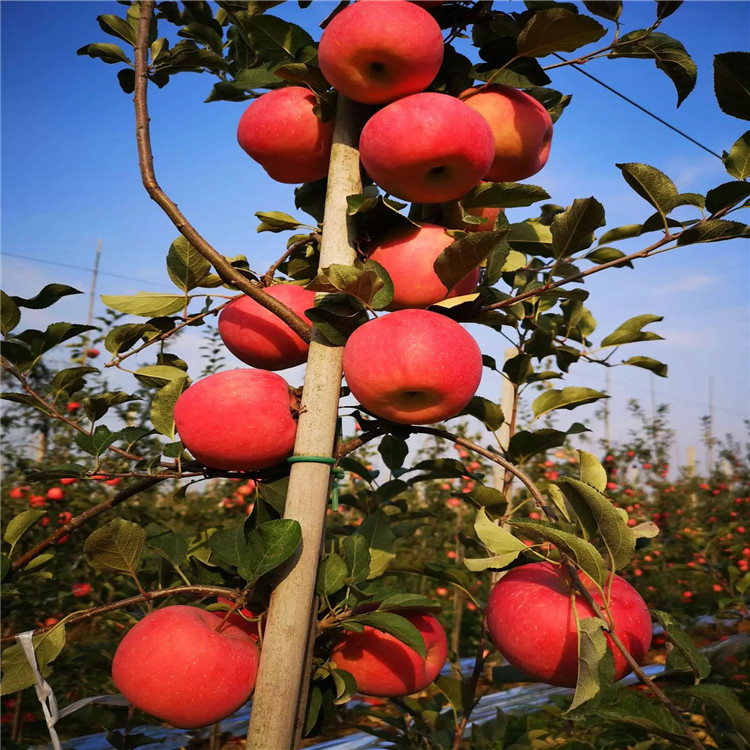 批發(fā)煙富3號蘋(píng)果苗、批發(fā)煙富3號蘋(píng)果苗價(jià)格及基地
