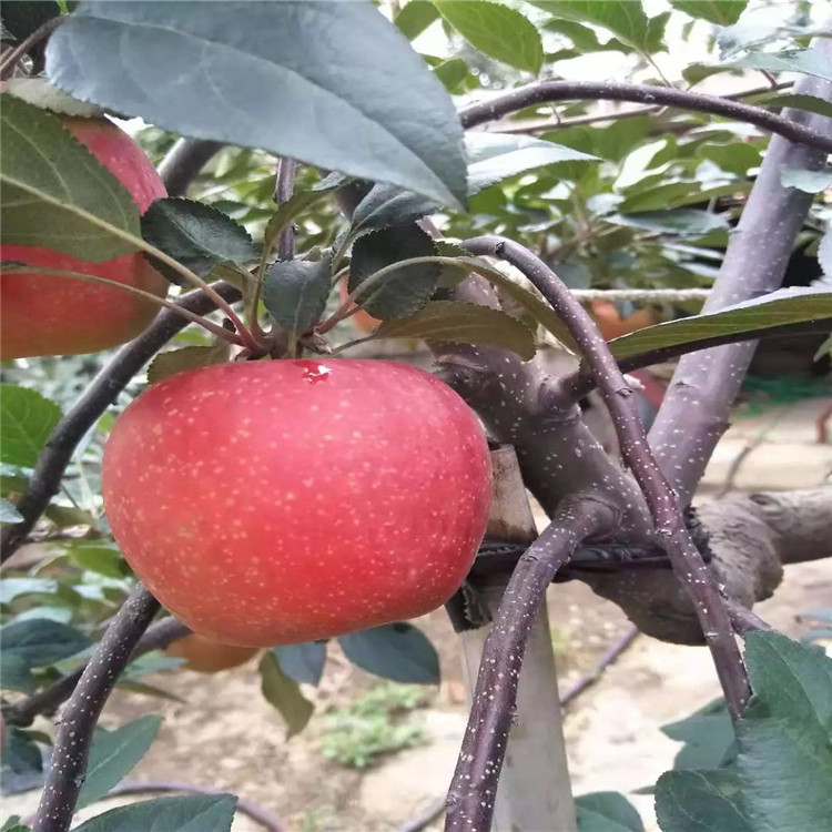 红蜜脆苹果苗、红蜜脆苹果苗出售价格