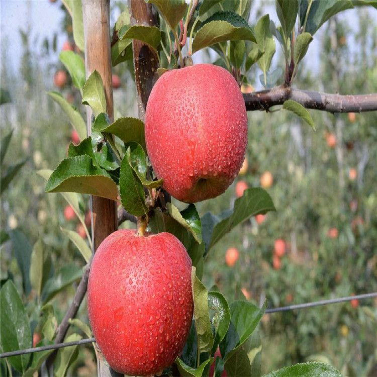 紅肉蘋果苗報(bào)價(jià)、2020年紅肉蘋果苗價(jià)格