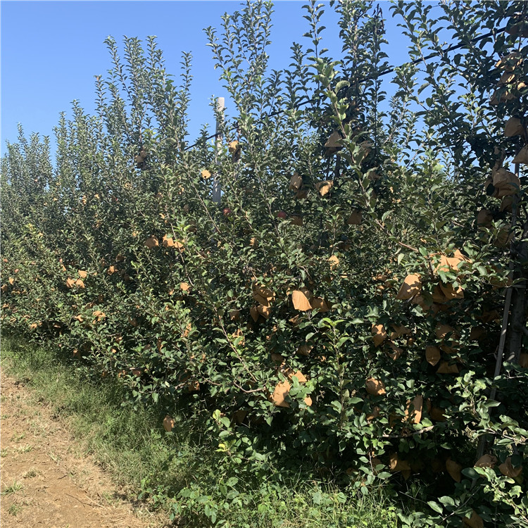 山东苹果树苗、山东苹果树苗基地