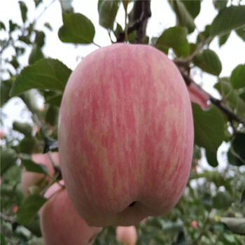 M26苹果树苗、M26苹果树苗基地及价格