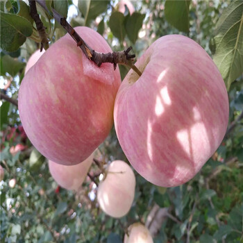 烟富7号苹果树苗品种介绍、2020年烟富7号苹果树苗价格