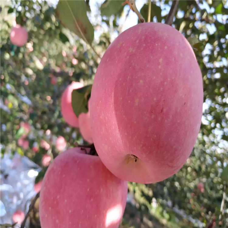 出售秦冠苹果树苗、出售秦冠苹果树苗基地