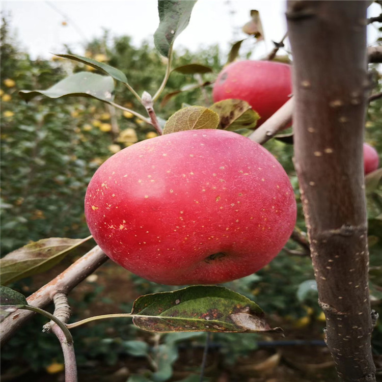 国光苹果苗新品种、国光苹果苗价格及基地