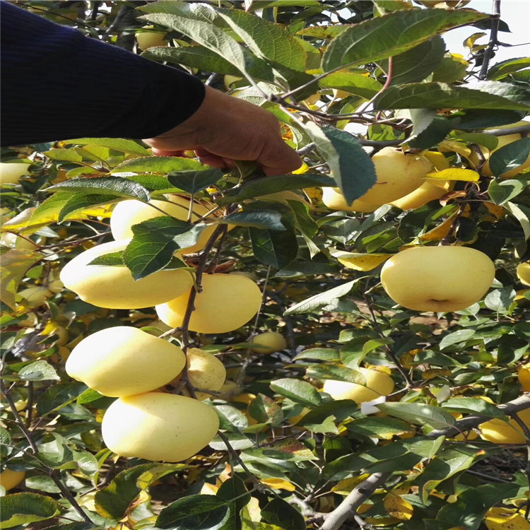 红心苹果树苗、红心苹果树苗出售