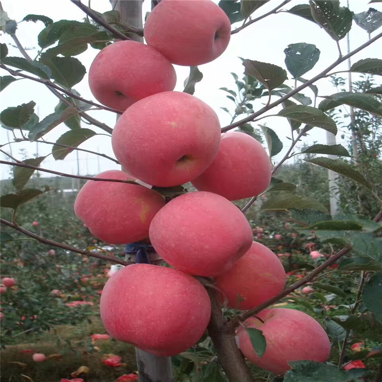 紅星蘋果樹苗、紅星蘋果樹苗基地