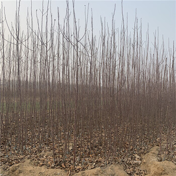 出售煙富八號蘋果苗、出售煙富八號蘋果苗基地