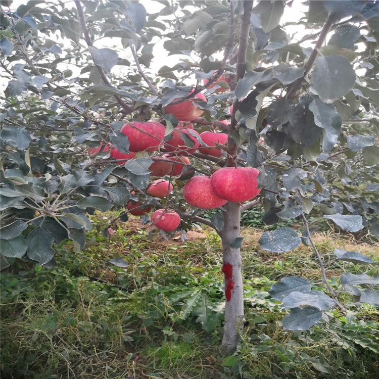 红心苹果树苗价格、红心苹果树苗出售