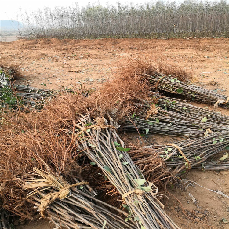 金冠苹果苗