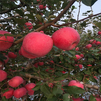 红蜜脆苹果苗、红蜜脆苹果苗基地