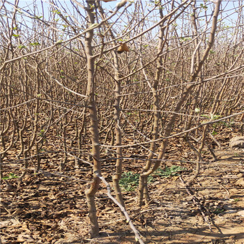 柱状苹果树苗、柱状苹果树苗价格及报价