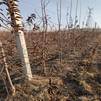 批发华冠苹果苗、批发华冠苹果苗价格