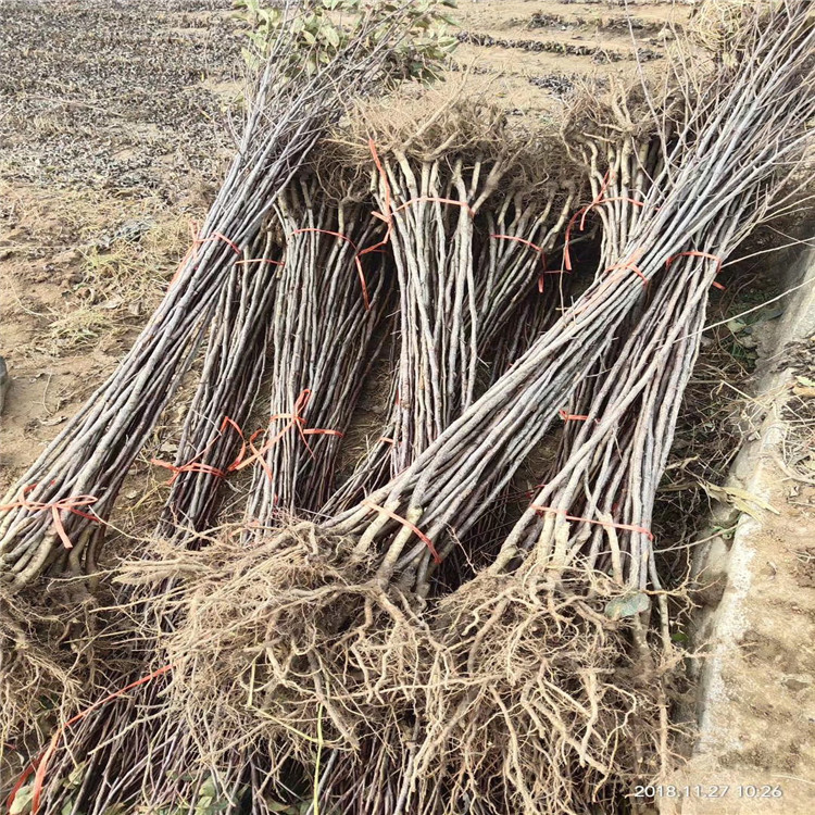 美八苹果苗批发、美八苹果苗价格及基地