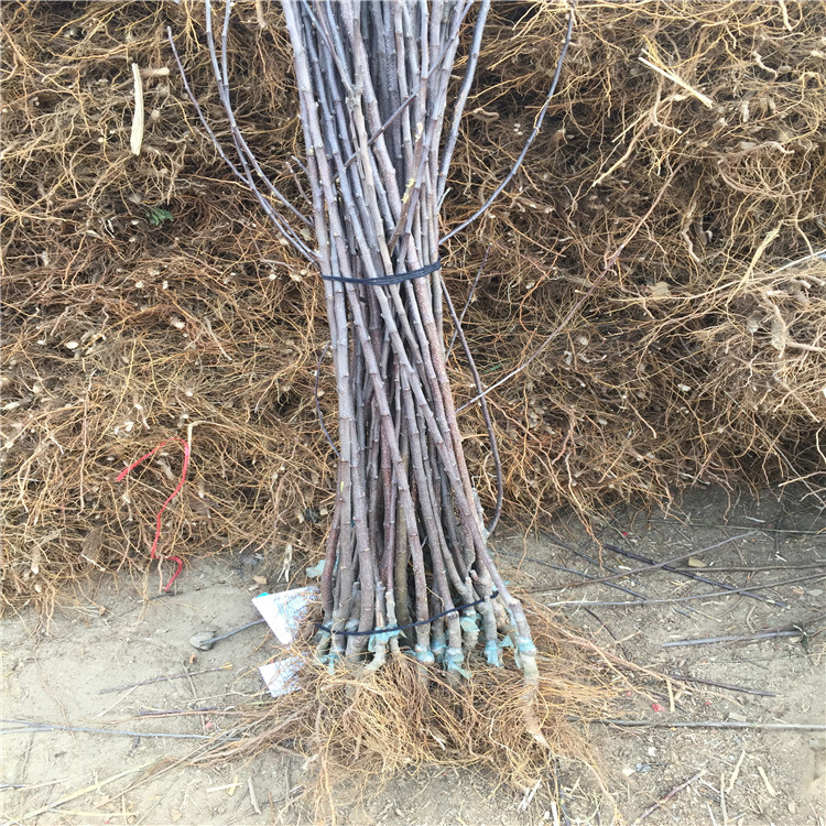 花牛蘋果苗出售、花牛蘋果苗基地