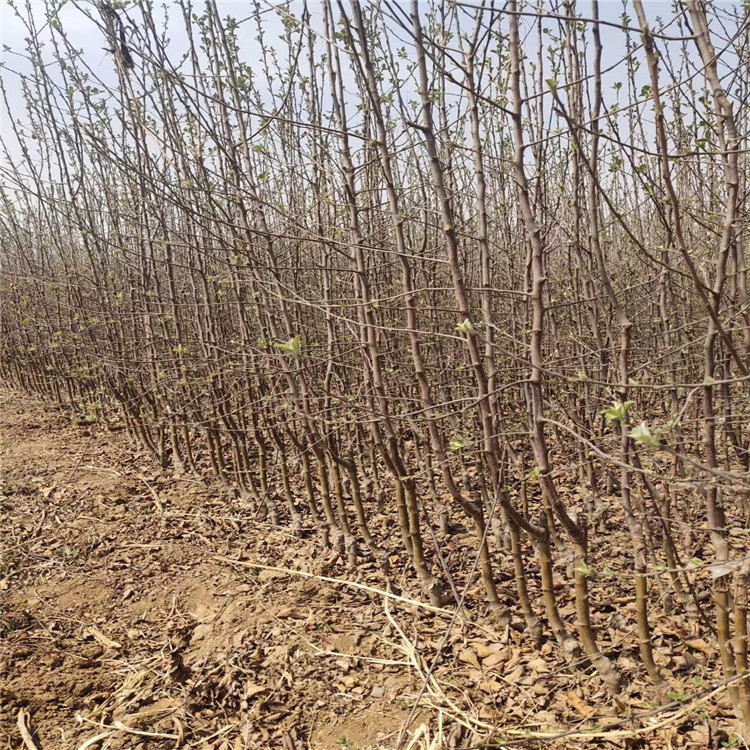 瑞雪苹果苗出售、瑞雪苹果苗基地