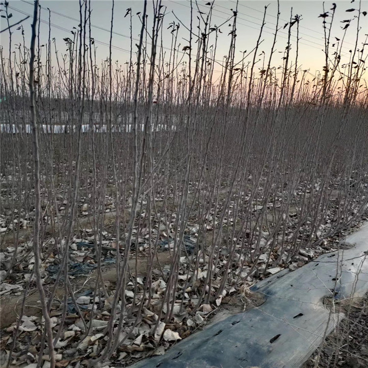 短枝苹果苗、短枝苹果苗出售基地