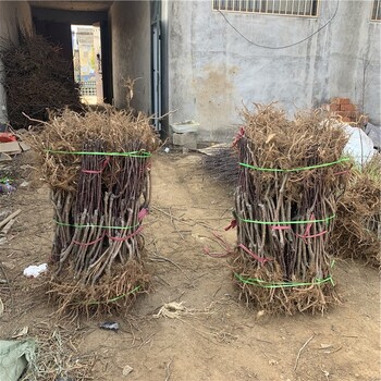 秦冠蘋(píng)果樹(shù)苗
